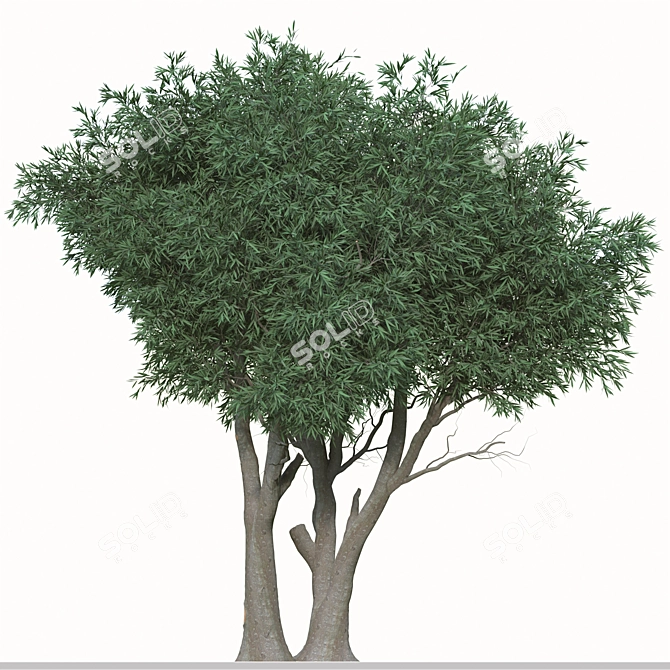 Paperbark Melaleuca Tree Set (2 Trees) 3D model image 3