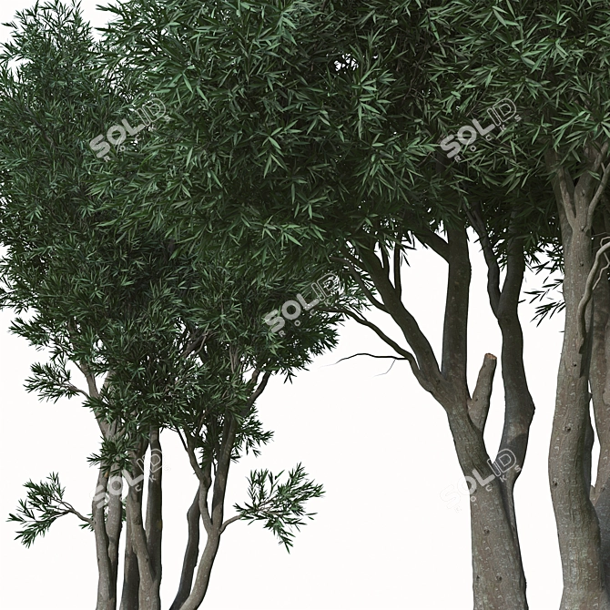 Paperbark Melaleuca Tree Set (2 Trees) 3D model image 4