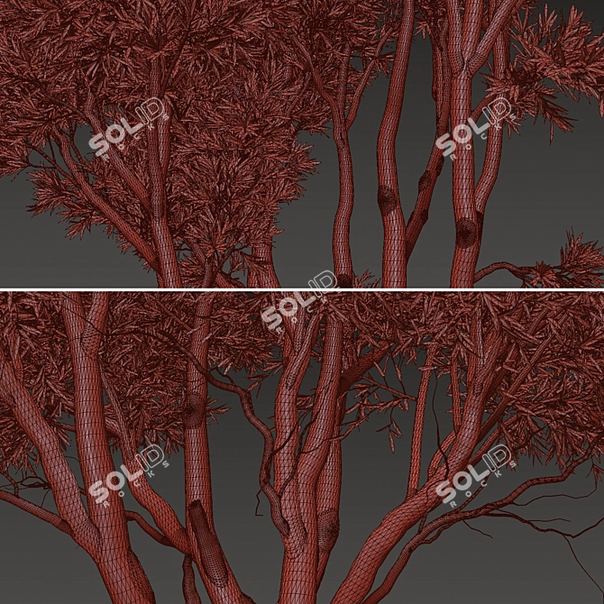 Paperbark Melaleuca Tree Set (2 Trees) 3D model image 5