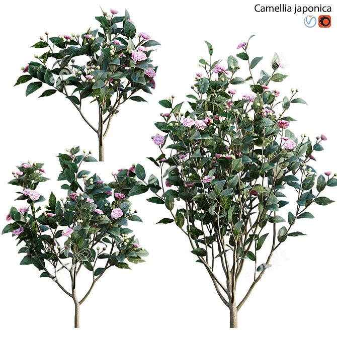 Elegant Japanese Camellia Tree 3D model image 1