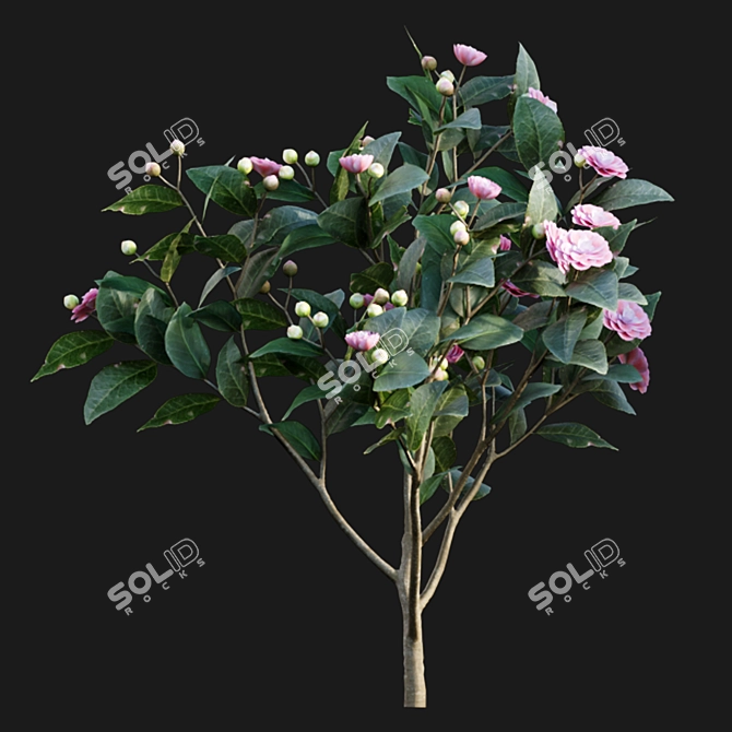 Elegant Japanese Camellia Tree 3D model image 3