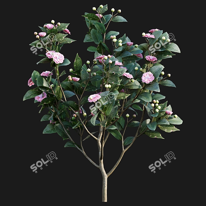 Elegant Japanese Camellia Tree 3D model image 4