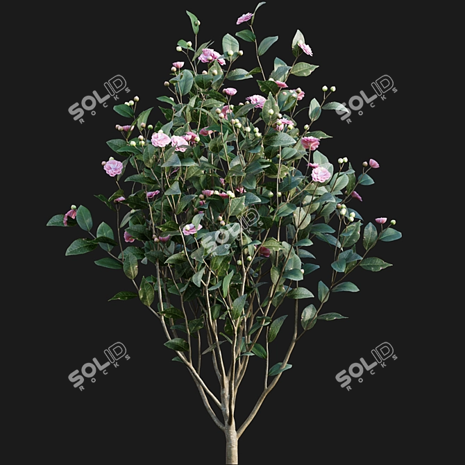 Elegant Japanese Camellia Tree 3D model image 5