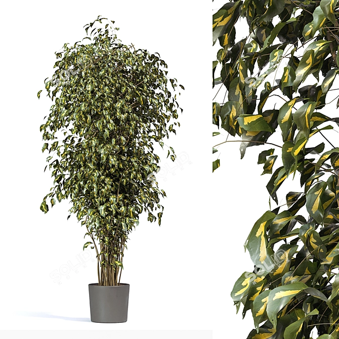 Luxury Fig Tree Vine: Artificial Greenery for a Natural Décor 3D model image 1