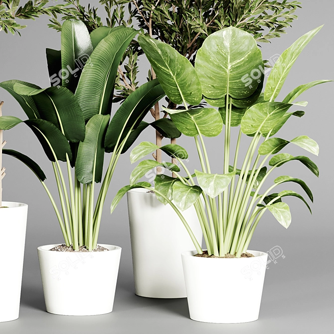  Indoor Plant Collection - 32 Varieties 3D model image 4