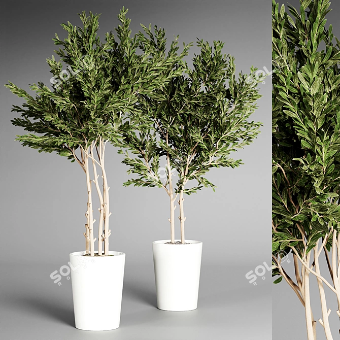  Indoor Plant Collection - 32 Varieties 3D model image 5