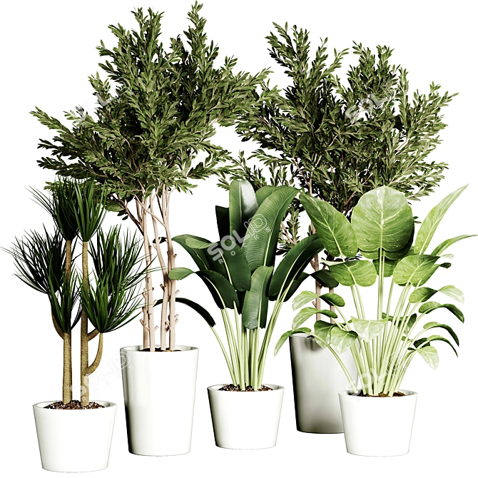  Indoor Plant Collection - 32 Varieties 3D model image 7