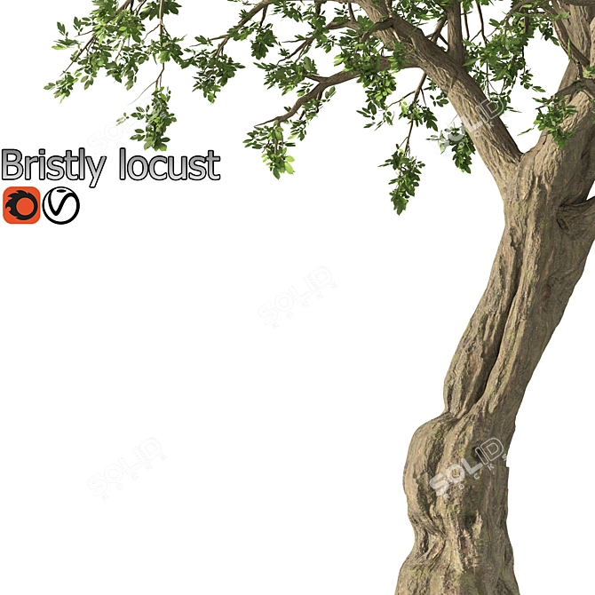 Bristly Locust Tree: Erosion Control 3D model image 3