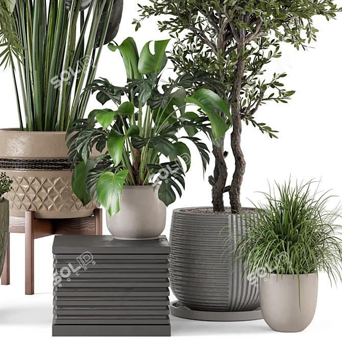 Rustic Indoor Plants - Set 447 3D model image 4