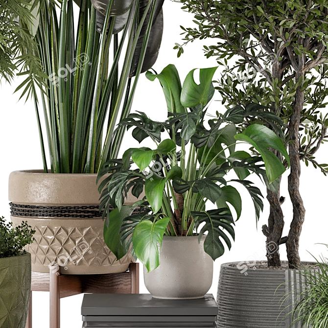 Rustic Indoor Plants - Set 447 3D model image 6