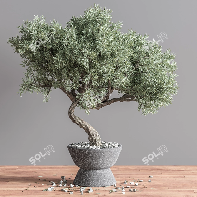 Mini Bonsai Tree - 3D Plant Model 3D model image 2