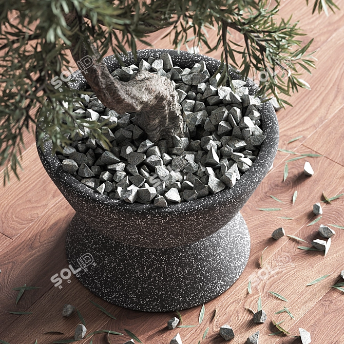 Mini Bonsai Tree - 3D Plant Model 3D model image 3