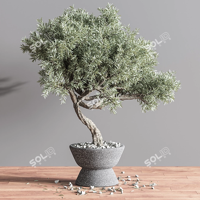 Mini Bonsai Tree - 3D Plant Model 3D model image 4