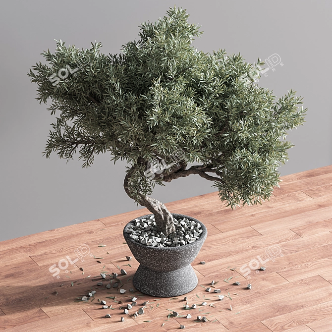 Mini Bonsai Tree - 3D Plant Model 3D model image 5