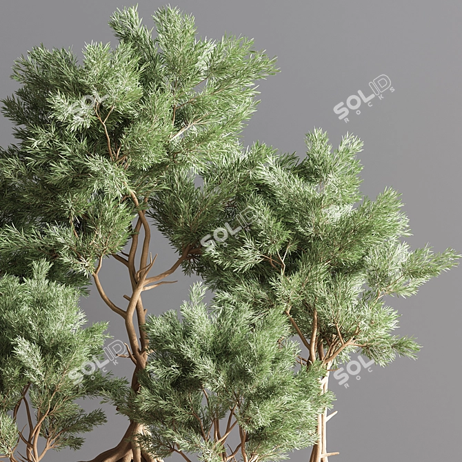 76-Piece Indoor Plant Set: Exquisite Greenery for any Space 3D model image 6