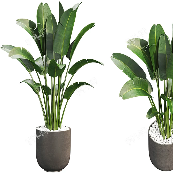 Premium Plant Collection 3D model image 1