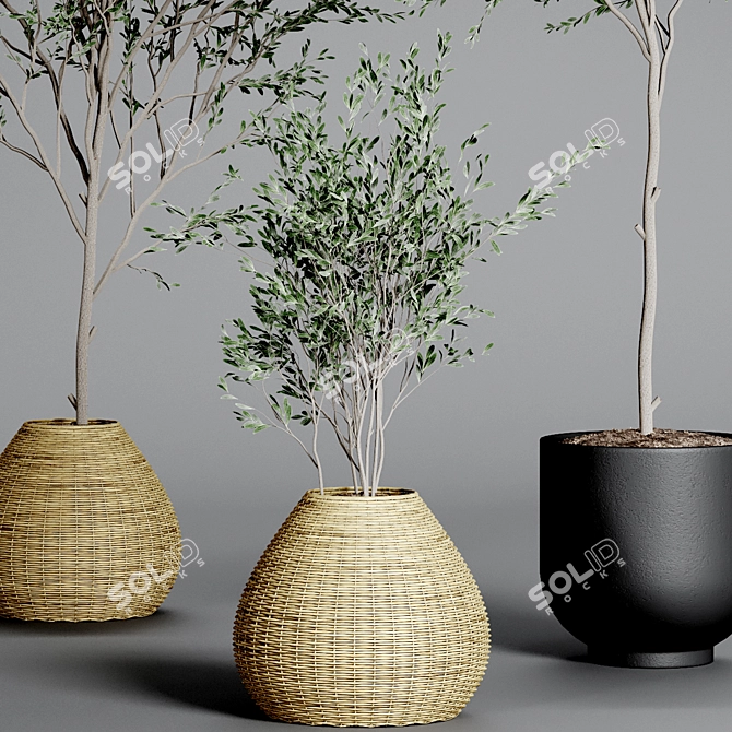 Indoor Plant Collection: 33 Varieties 3D model image 3