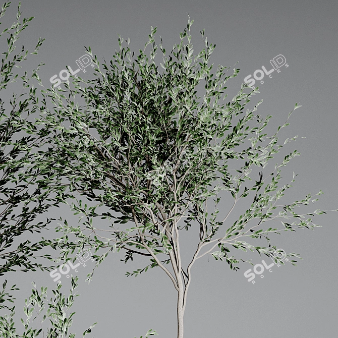 Indoor Plant Collection: 33 Varieties 3D model image 4