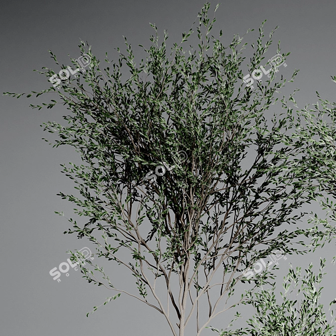 Indoor Plant Collection: 33 Varieties 3D model image 5