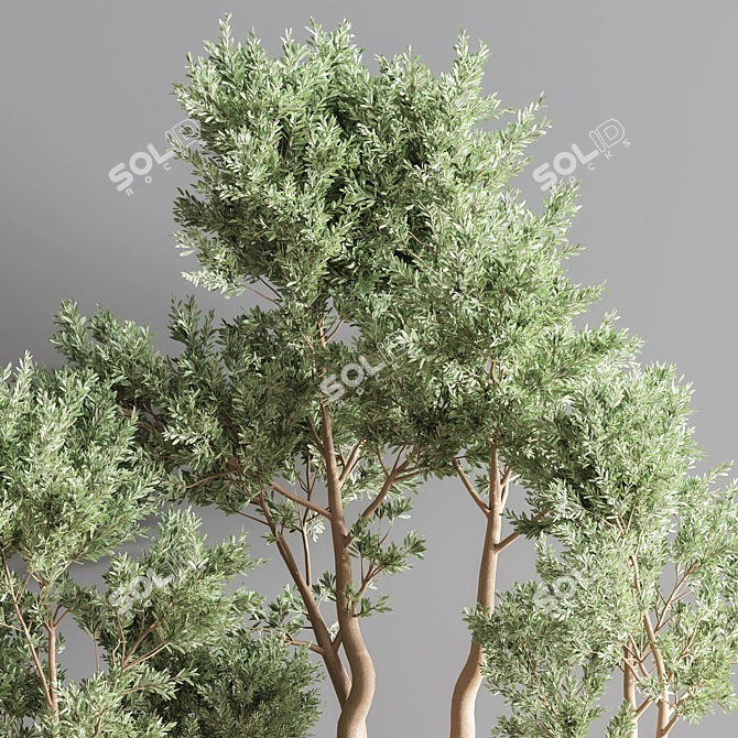 Botanical Bliss Indoor Plant Set 3D model image 6