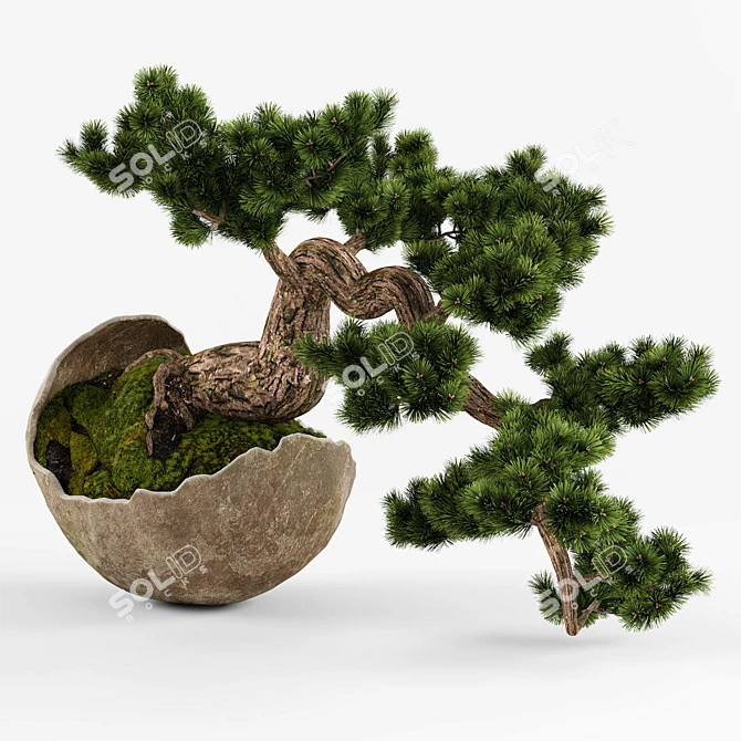 Artisanal Bonsai Pinus Sylvestris 3D model image 2