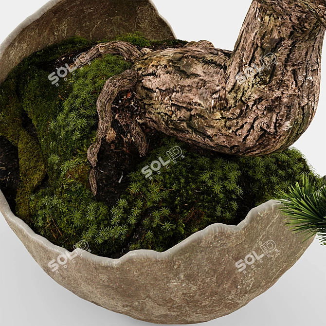 Artisanal Bonsai Pinus Sylvestris 3D model image 4