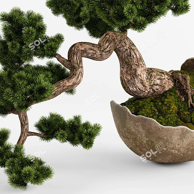 Artisanal Bonsai Pinus Sylvestris 3D model image 5