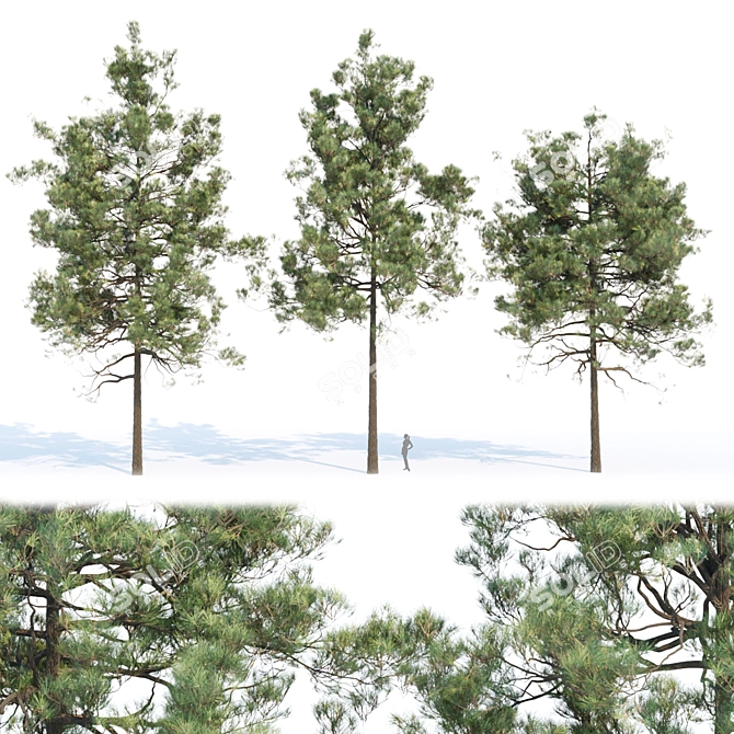 Evergreen Pine Trees Collection Vol. 11 3D model image 1