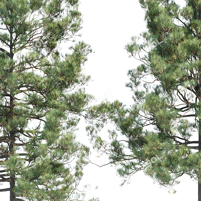 Evergreen Pine Trees Collection Vol. 11 3D model image 2