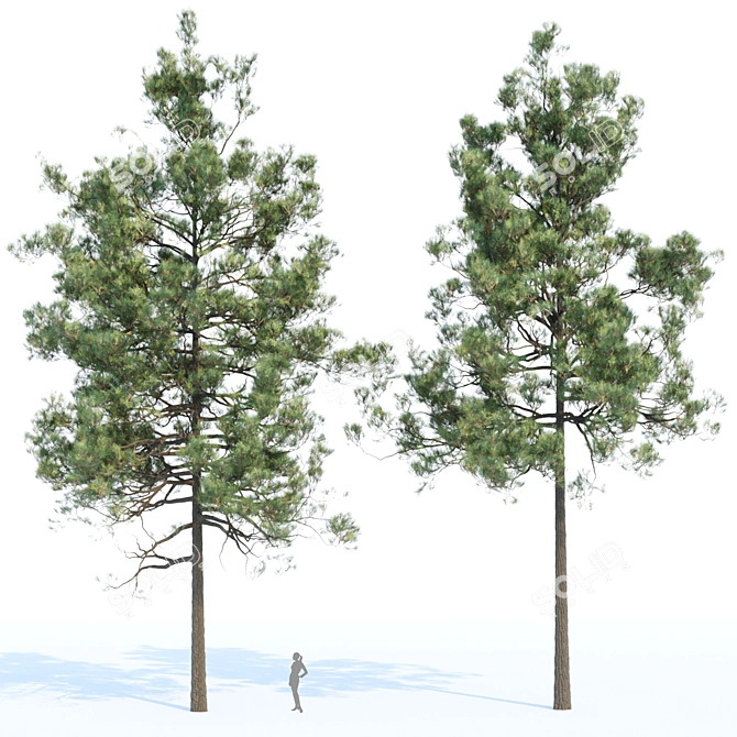 Evergreen Pine Trees Collection Vol. 11 3D model image 3