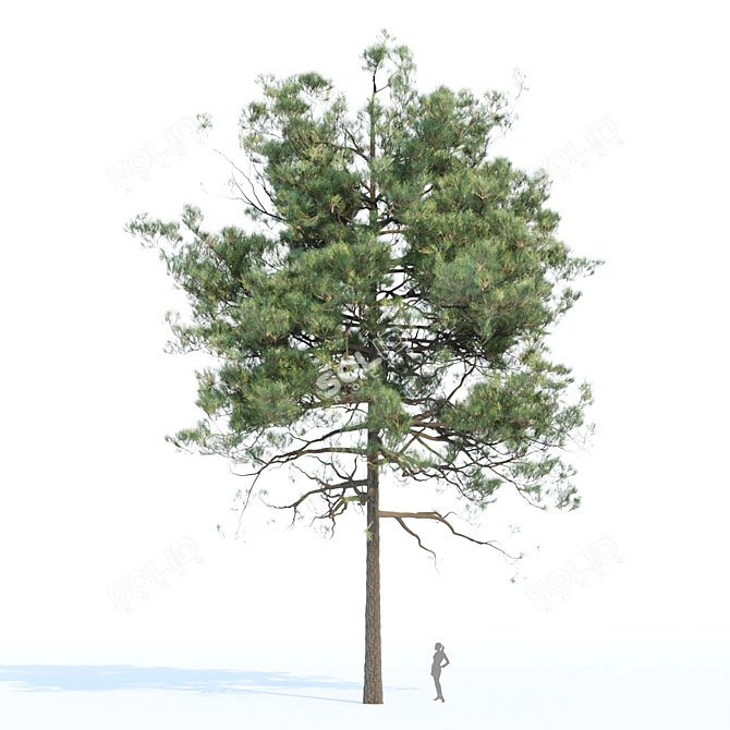 Evergreen Pine Trees Collection Vol. 11 3D model image 4