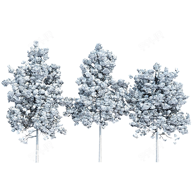 Evergreen Pine Trees Collection Vol. 11 3D model image 5