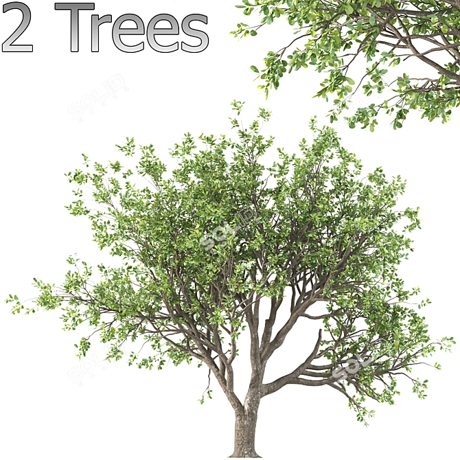 Tang Dynasty Loquat Tree Set 3D model image 2