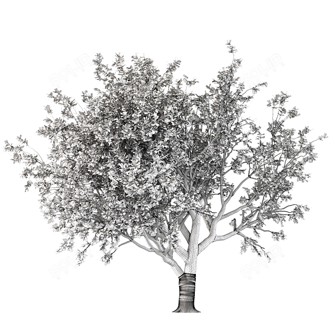 Tang Dynasty Loquat Tree Set 3D model image 5