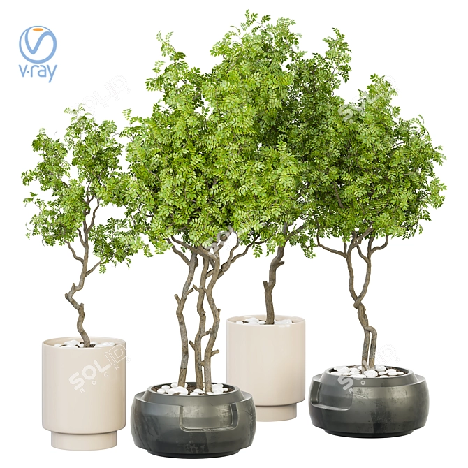 Versatile Indoor Plant Vol. 32 3D model image 1