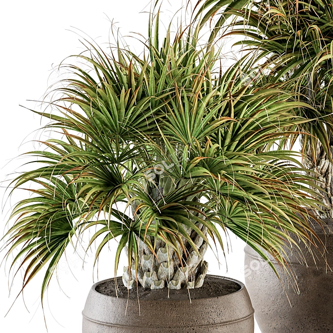 Tropical Bush in Vintage Pot - Indoor Plant Set 3D model image 3