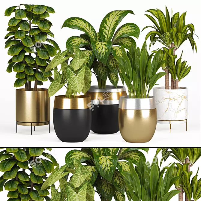 Indoor Plant Collection: Syngonium, Rubber Fig, Dieffenbachia, Dracaena, Aspidistra 3D model image 1