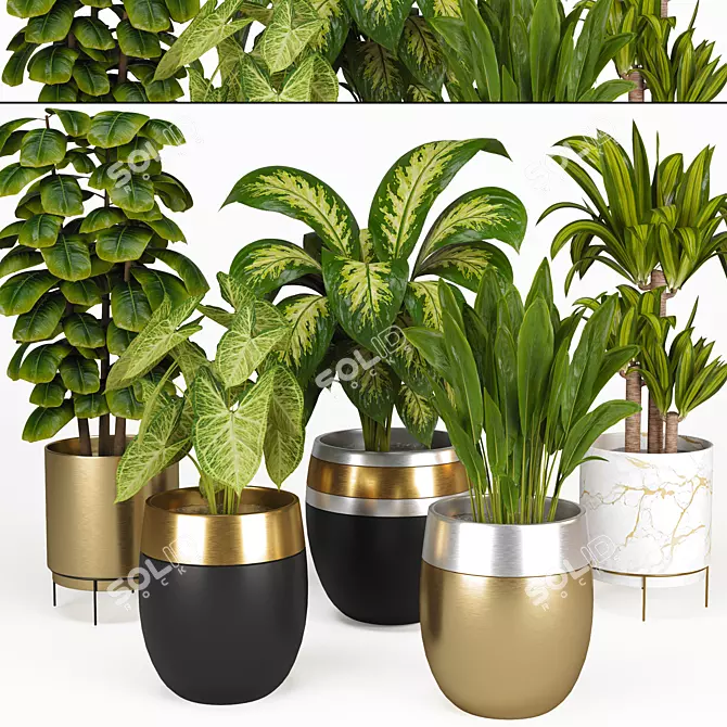 Indoor Plant Collection: Syngonium, Rubber Fig, Dieffenbachia, Dracaena, Aspidistra 3D model image 2