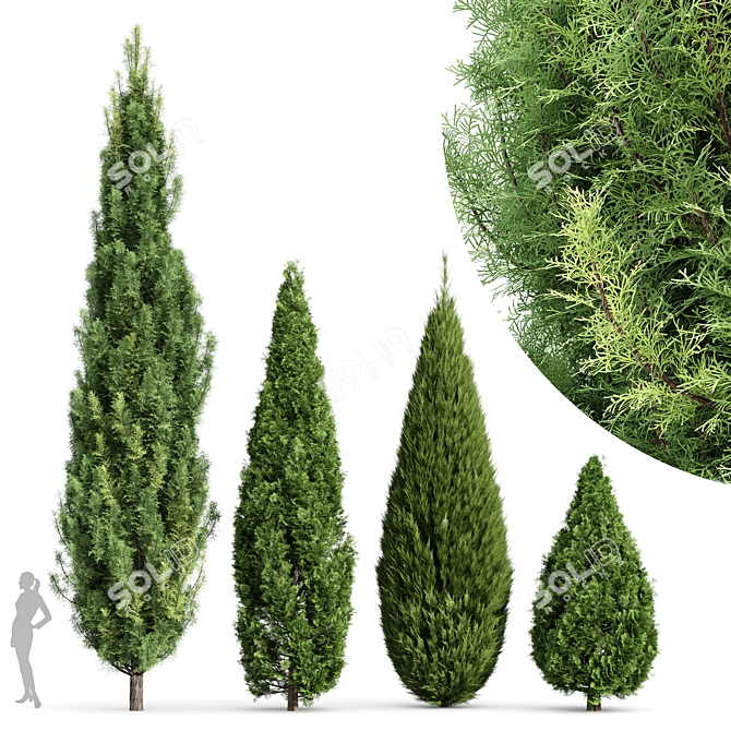 Real Trees Pack: Rocky Mountain, Chinensis Spartan, Taylor, Mediterranean Cypress 3D model image 1