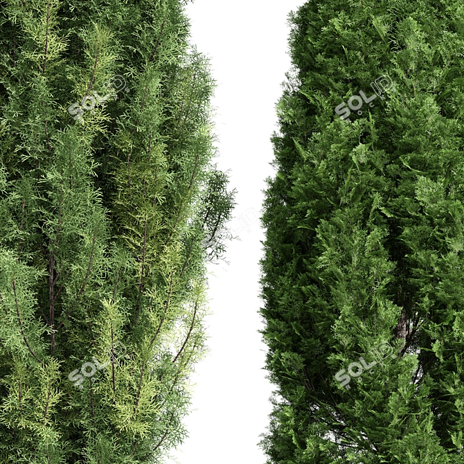 Real Trees Pack: Rocky Mountain, Chinensis Spartan, Taylor, Mediterranean Cypress 3D model image 2