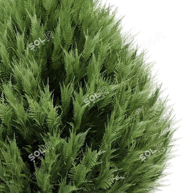 Real Trees Pack: Rocky Mountain, Chinensis Spartan, Taylor, Mediterranean Cypress 3D model image 4