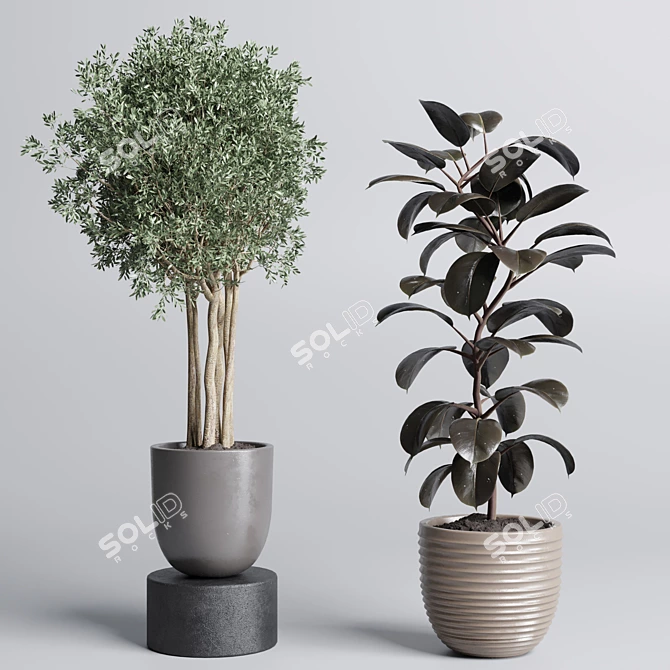 Natural Greenery Collection: Ficus Rubber Tree Pot 3D model image 2