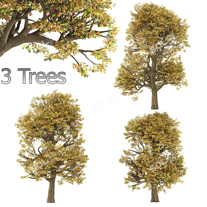 Autumn Chestnut Trio - 3 Trees 3D model image 1