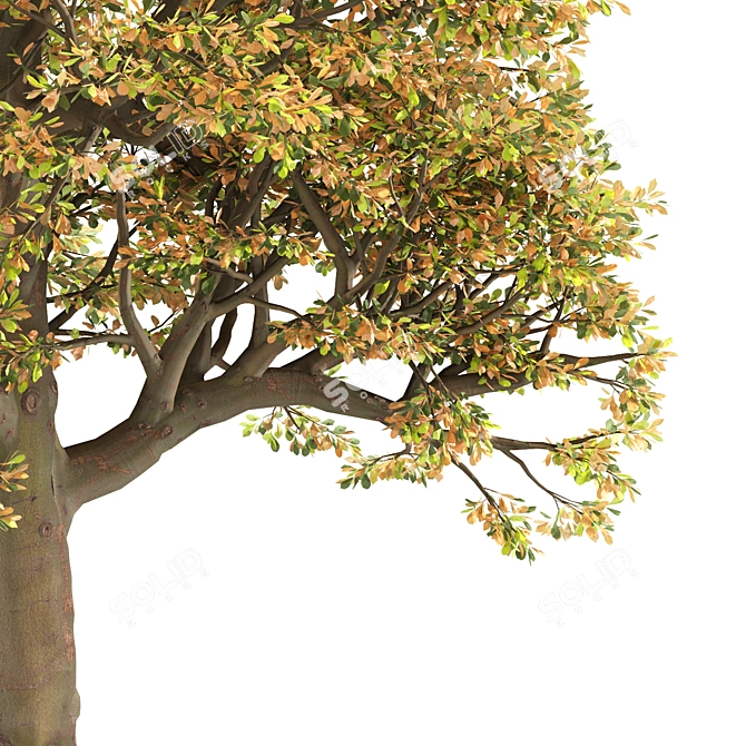 Autumn Chestnut Trio - 3 Trees 3D model image 2