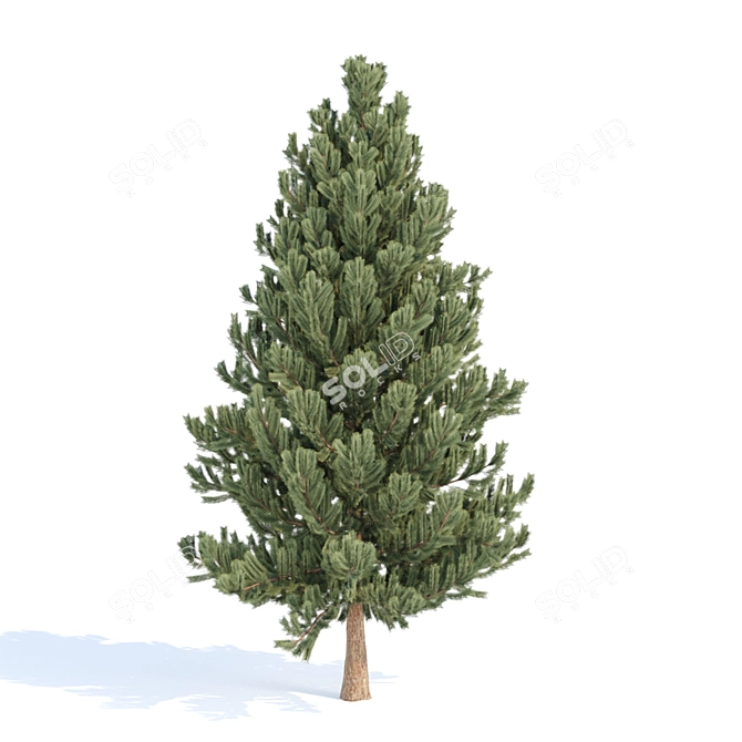 Evergreen Pine Tree Collection 3D model image 3