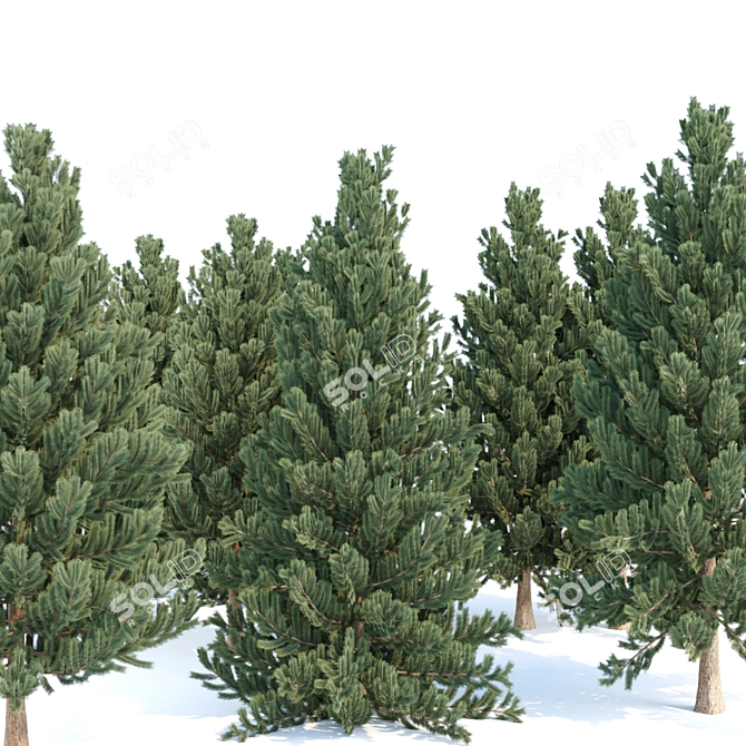 Evergreen Pine Tree Collection 3D model image 5