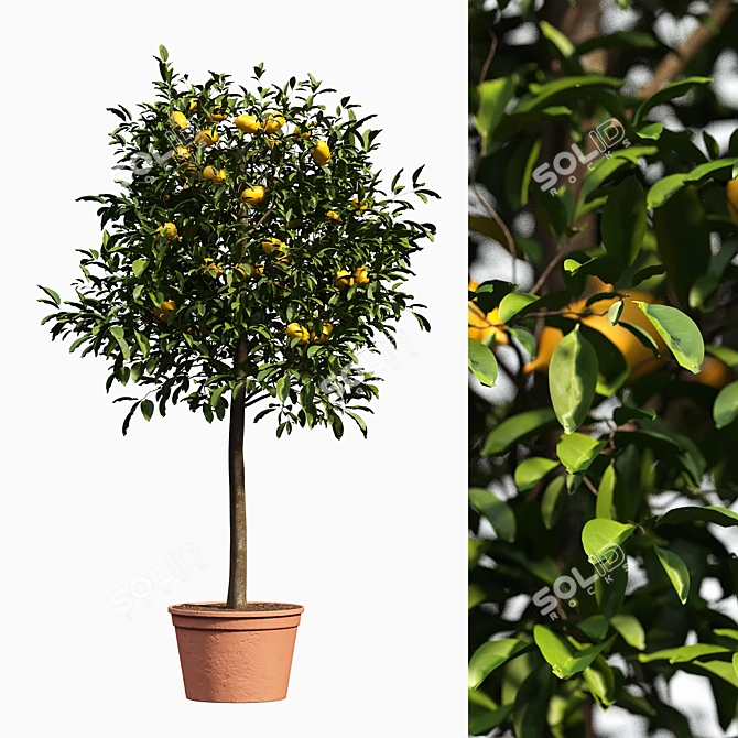 Citrus Delight: Fresh Kumquat Bushes 3D model image 1