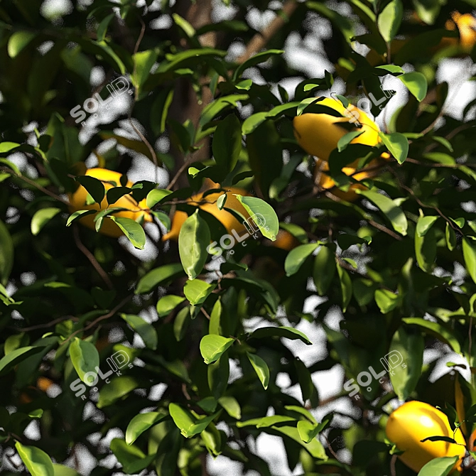 Citrus Delight: Fresh Kumquat Bushes 3D model image 2