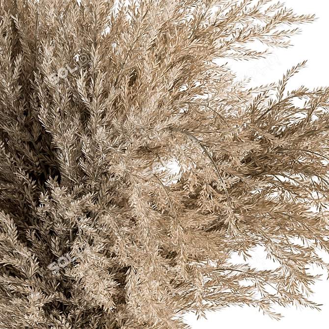 Elegant Pampas Grass Set 3D model image 2