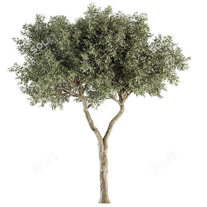 Broadleaf Tree Set - Spring, Fall, Green 3D model image 2